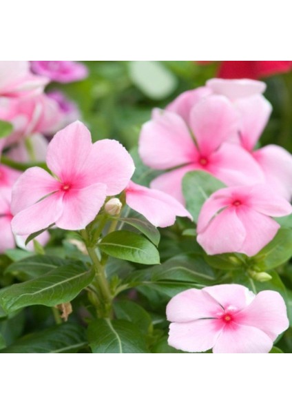 Soft Pink Vinca Rosea Rozet Çiçeği Tohumu (20 Tohum)