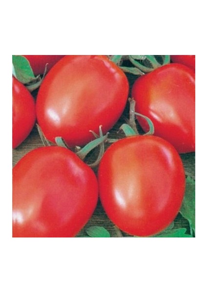 50 Adet Tohum Geleneksel Bursa Domates Tohumu