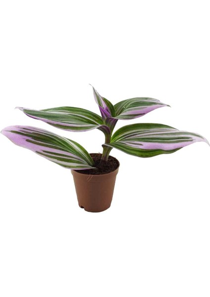 Tradescantia Nanouk - 5,5 cm Plastik Saksıda (Yerli)