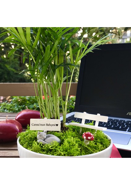 Kişiye Özel Tasarım Beyaz Chamaedorea Elegans Serisi Uyuyan Kedi Bahçesi