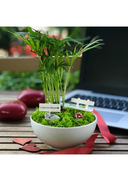 Kişiye Özel Tasarım Beyaz Chamaedorea Elegans Serisi Uyuyan Kedi Bahçesi modelleri