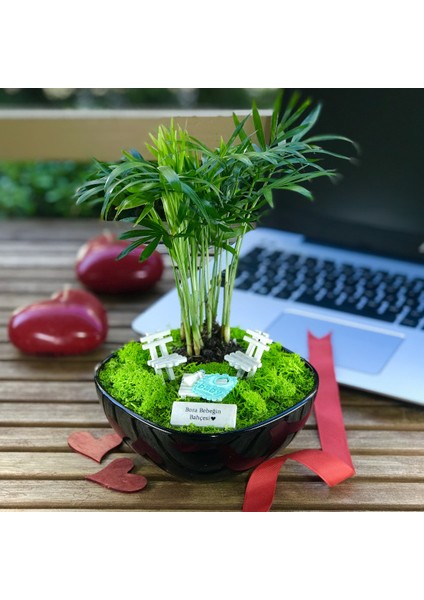 Kişiye Özel Tasarım Siyah Chamaedorea Elegans Serisi Erkek Bebek Bahçesi fırsatları