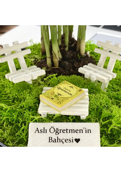 Kişiye Özel Tasarım Siyah Chamaedorea Elegans Serisi Öğretmenler Için fiyatları