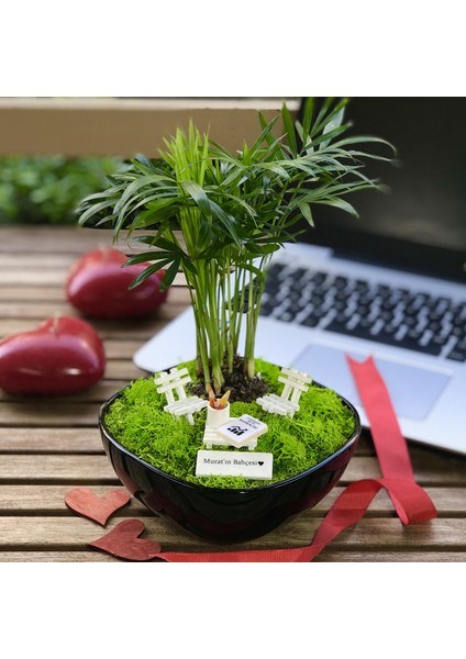 Kişiye Özel Tasarım Siyah Chamaedorea Elegans Serisi Bankacılar Için fırsatları