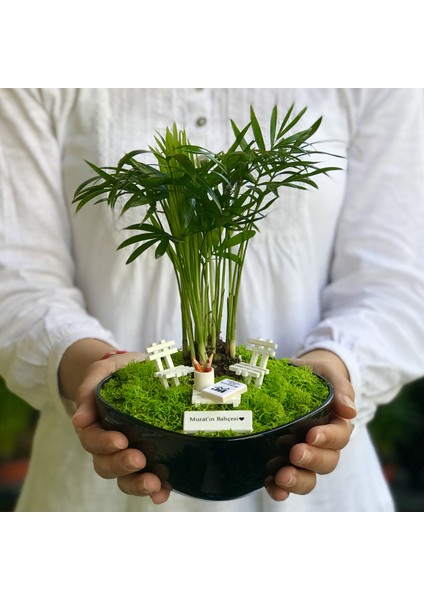 Kişiye Özel Tasarım Siyah Chamaedorea Elegans Serisi Bankacılar Için indirimleri