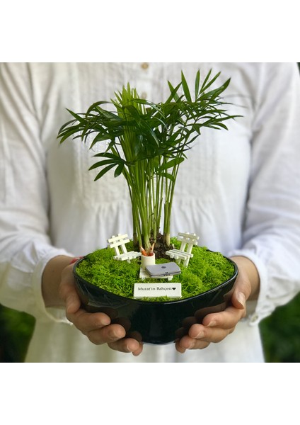 Kişiye Özel Tasarım Siyah Chamaedorea Elegans Serisi Yeni Iş Için