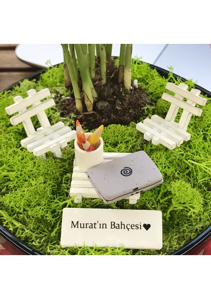 Kişiye Özel Tasarım Siyah Chamaedorea Elegans Serisi Yeni Iş Için fiyatları