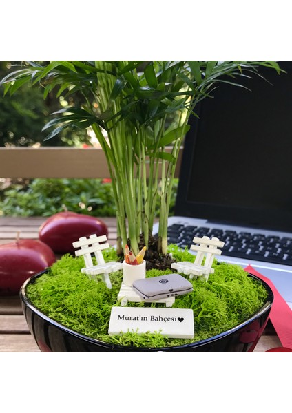 Kişiye Özel Tasarım Siyah Chamaedorea Elegans Serisi Yeni Iş Için modelleri