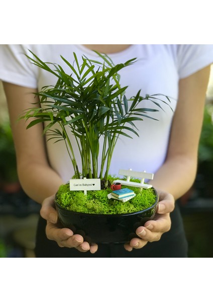 Kişiye Özel Tasarım Siyah Chamaedorea Elegans Serisi Babam Için fiyatları
