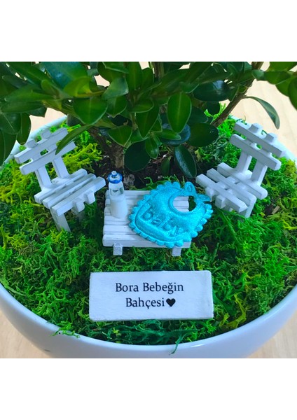 Kişiye Özel Cute Serisi Buxus Bonsai Hello Prince