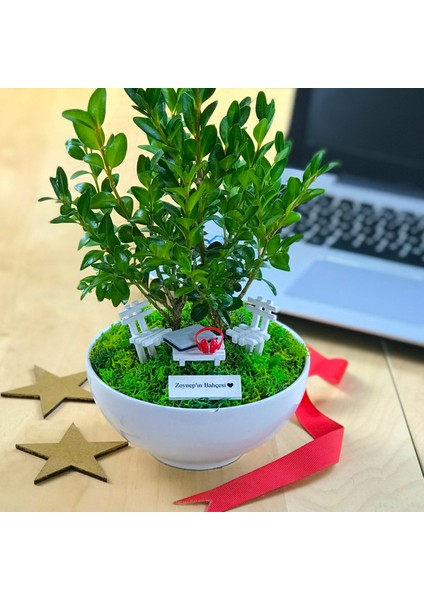 Kişiye Özel Cute Serisi Buxus Bonsai My Little Garden fiyatları