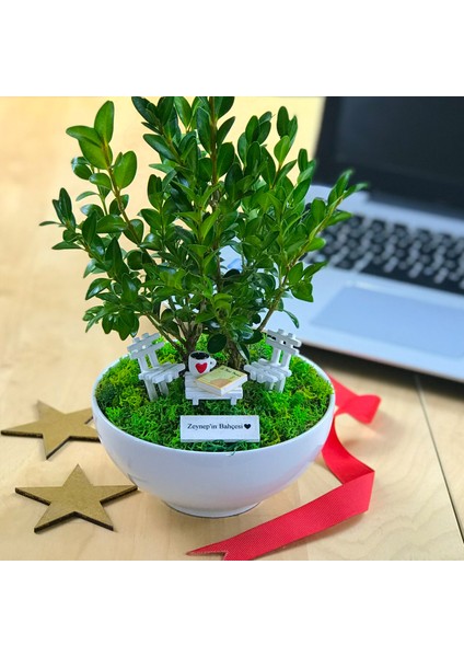 Kişiye Özel Cute Serisi Buxus Bonsai The Little Prince fiyatları