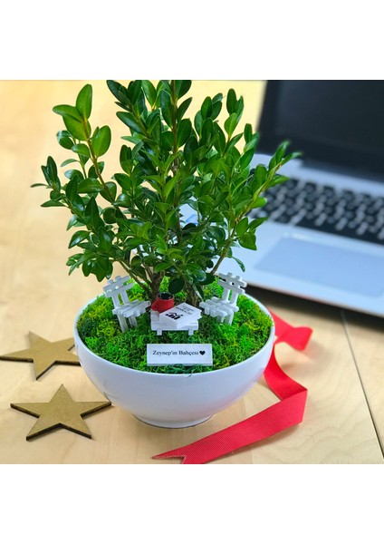 Kişiye Özel Cute Serisi Buxus Bonsai Bankacılar Için