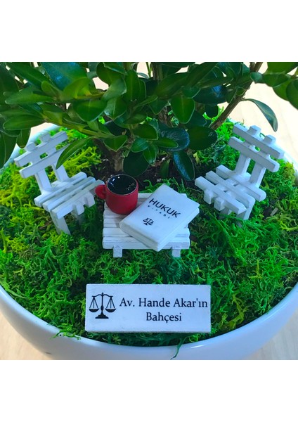 Kişiye Özel Cute Serisi Buxus Bonsai Avukatlar Için 1