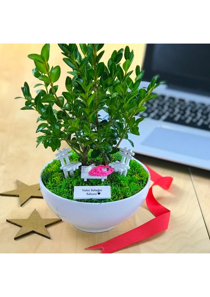 Kişiye Özel Cute Serisi Buxus Bonsai Hello Princess