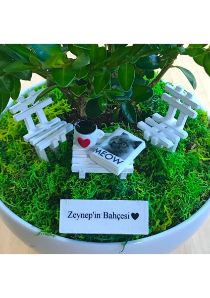 Kişiye Özel Cute Serisi Buxus Bonsai Kedi Severler Için