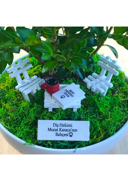 Kişiye Özel Cute Serisi Buxus Bonsai Diş Hekimleri Için