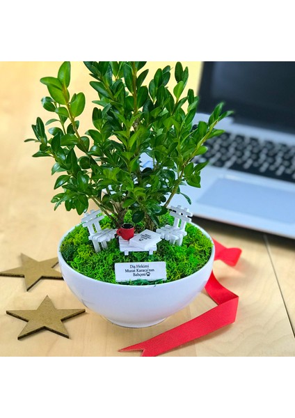 Kişiye Özel Cute Serisi Buxus Bonsai Diş Hekimleri Için fiyatları