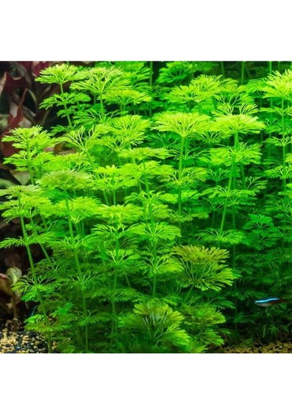 Limnophila Sessiliflora 1 Bağ Akvaryum Bitkisi