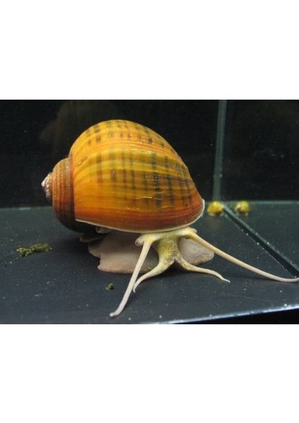 Elma Snail 3'lü Moss