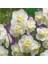 Katmerli White Cheerfulness Nergis Soğanı (3 Adet) 1