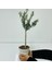 Ofis Için Uygun Beyaz Renk Orta Boy Saksıda Bonsai Zeytin Fidanı 3