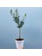 Ofis Için Uygun Beyaz Renk Orta Boy Saksıda Bonsai Zeytin Fidanı 4