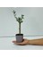 Ofis Için Uygun Eflatun Renk Lüks Saksıda Bonsai Zeytin Fidanı 4