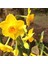 Garden Opera Nergis Soğanı (3 Adet) 1