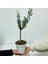 Orta Boy Beyaz Saksılı Uzun Ömürlü Bonsaiye Uygun Zeytin Fidanı 4