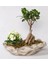 Beton Saksıda Bonsai 1