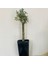 Bonsai Serisi Özel Üretim Siyah Saksıda Hediyelik Zeytin Fidanı Ücretsiz Kargo Ile 3