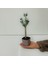 Bonsai Serisi Özel Üretim Purple Lüks Saksıda Hediyelik Zeytin Fidanı Kargo Ile 3