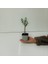 Bonsai Serisi Özel Üretim Grey Lüks Saksıda Hediyelik Zeytin Fidanı Kargo Ile 3
