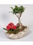 Beton Saksıda Bonsai Ve Kalanchoe Kalanşo 1