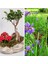 Taş Saksıda Bonsai Ve Kalanşo + 5 Alman Zambağı Soğanı 1