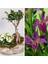 Taş Saksıda Bonsai Ve Kalanşo + 5 Alamn Zambağı Soğanı 1