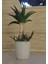 Seramik Saksıda Sarısabır Bonsai 1
