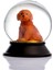 Cam ve Reçine Altın Patiler Toy Poodle (Tarçın) Kar Küresi 2