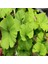 Tüplü Ginkgo Biloba Mabet Ağacı Fidanı (5-15 Cm) 1