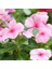 Soft Pink Vinca Rosea Rozet Çiçeği Tohumu (20 Tohum) 1