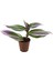 Tradescantia Nanouk - 5,5 cm Plastik Saksıda (Yerli) 1