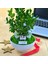 Kişiye Özel Cute Serisi Buxus Bonsai Bizim Bahçemiz 2