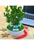 Kişiye Özel Cute Serisi Buxus Bonsai Hello Prince 2