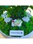 Kişiye Özel Cute Serisi Buxus Bonsai The Little Prince 1