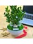 Kişiye Özel Cute Serisi Buxus Bonsai The Little Prince 2