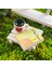 Kişiye Özel Cute Serisi Buxus Bonsai The Little Prince 3