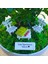 Kişiye Özel Cute Serisi Buxus Bonsai Canım Öğretmenim Için 1 1