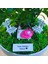 Kişiye Özel Cute Serisi Buxus Bonsai Hello Princess 1