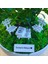 Kişiye Özel Cute Serisi Buxus Bonsai Eczacılar Için 1